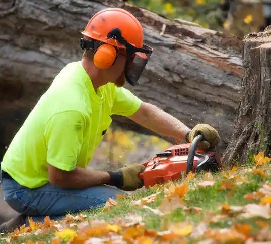 tree services Crystal Lake Park